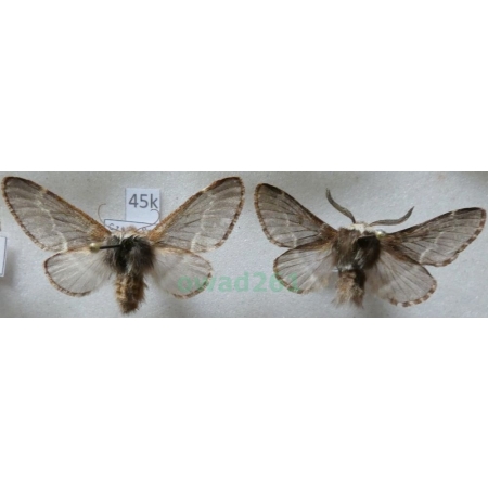 Poecilocampa populi (Linnaeus, 1758) pair Barczatka osinówka Czech45k